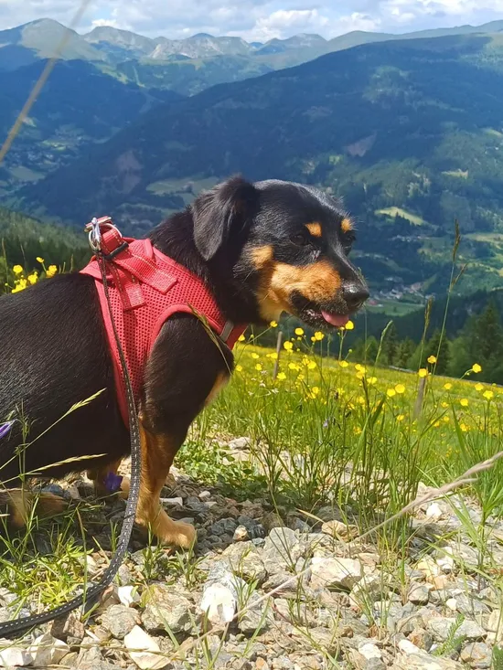 Hund mit Geschirr an der Leine auf einer Bergwiese in den Nockbergen